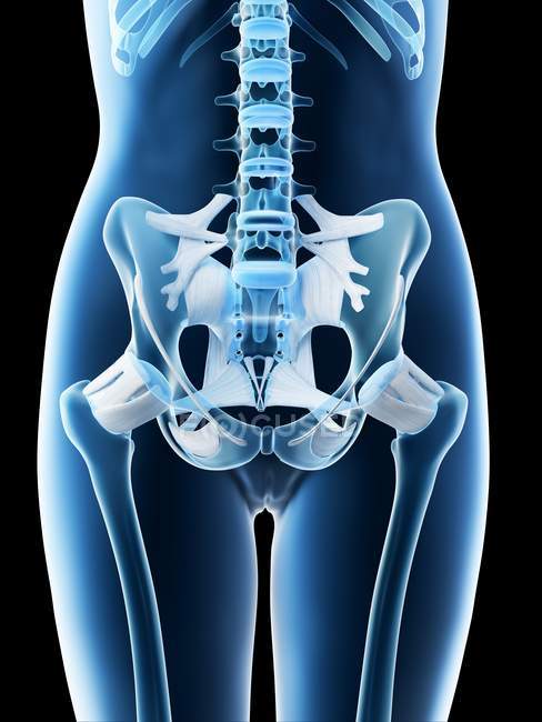 Anatomie et système squelettique du bassin féminin, illustration par ordinateur . — Photo de stock
