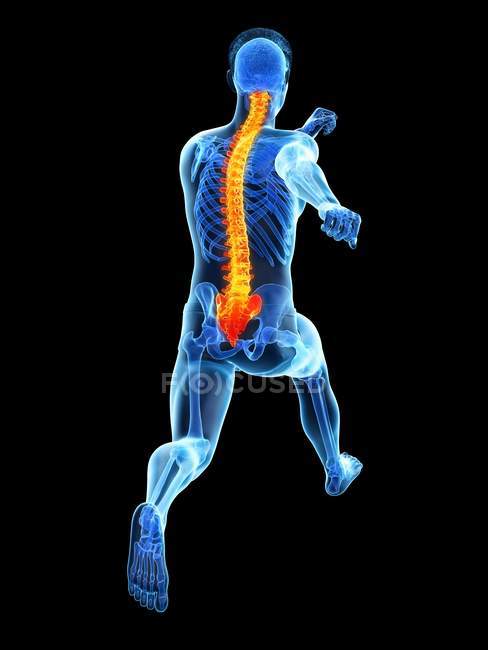 Вид сзади мужского тела бегуна с болью в спине в действии, концептуальная иллюстрация
. — стоковое фото