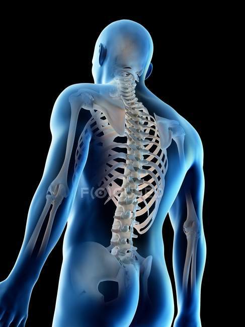 Huesos masculinos abstractos de la parte superior del cuerpo, ilustración por computadora
. - foto de stock