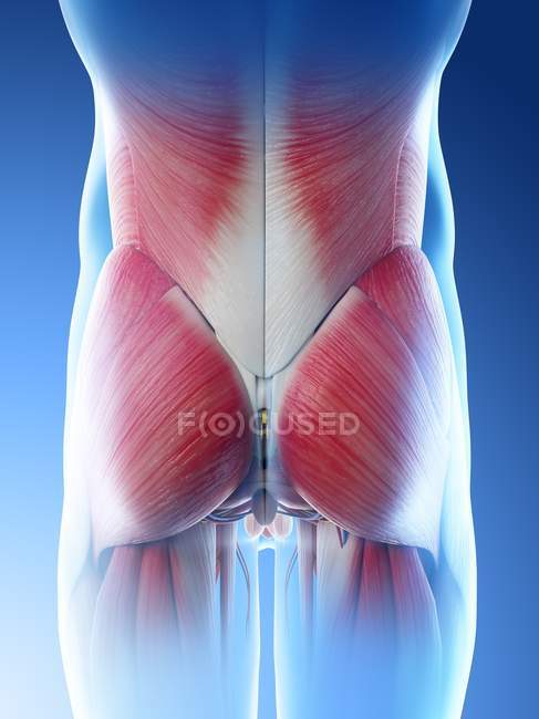 Männliche Hüft- und Gesäßmuskeln, Computerillustration. — Stockfoto