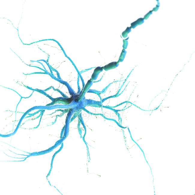 Celda nerviosa de color azul sobre fondo blanco, ilustración digital
. - foto de stock