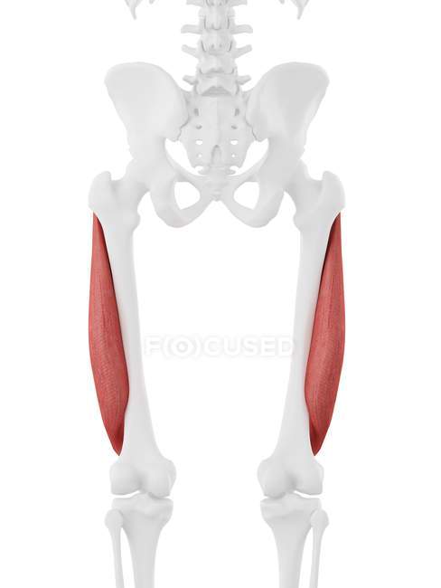 Menschliches Skelettmodell mit detailliertem Vastus lateralis Muskel, Computerillustration. — Stockfoto