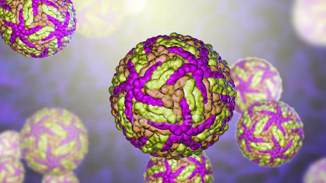 Частицы вируса Зика, передающиеся от укуса комара, цифровая иллюстрация
. — стоковое фото