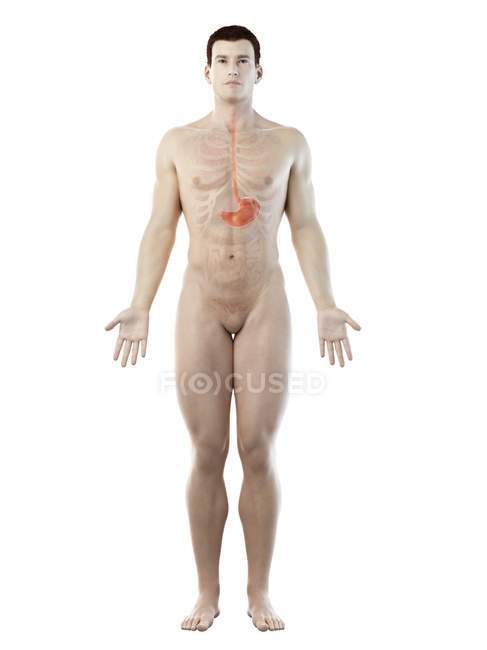 Anatomy of stomach in abstract male body, computer illustration. — Stock Photo
