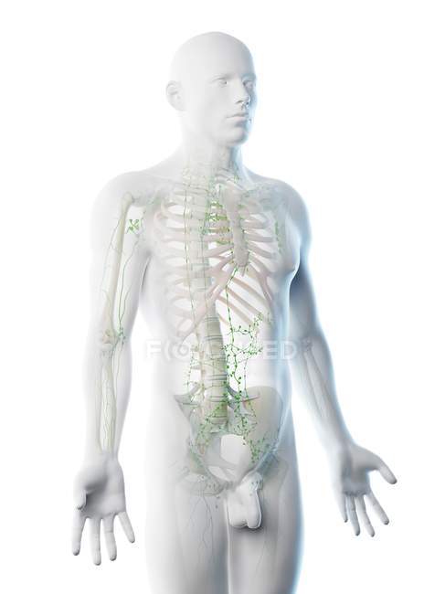 Cuerpo masculino abstracto con esqueleto visible y sistema linfático, ilustración por ordenador . - foto de stock
