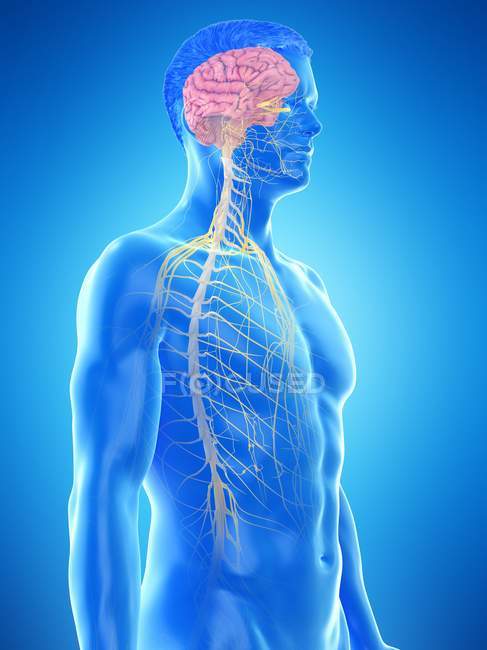 Анатомія мозку та нервової системи, комп'ютерна ілюстрація . — стокове фото