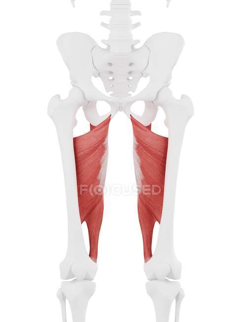 Parte del esqueleto humano con músculo rojo Adductor magnus detallado, ilustración digital
. — Stock Photo