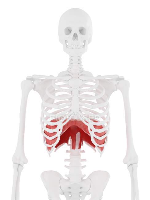 Diafragma en el cuerpo del esqueleto humano, ilustración digital . - foto de stock