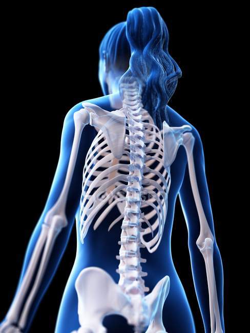 Weibliches Skelett in transparenter Körpersilhouette, digitale Illustration. — Stockfoto