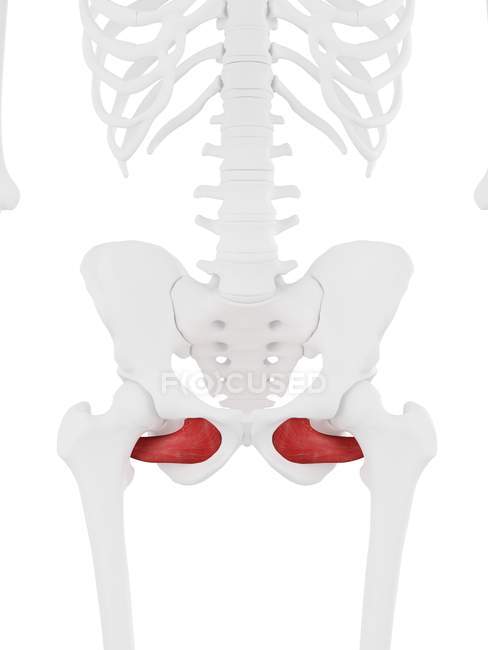 Menschliches Skelett mit rotgefärbtem Obturator-Externus-Muskel, digitale Illustration. — Stockfoto