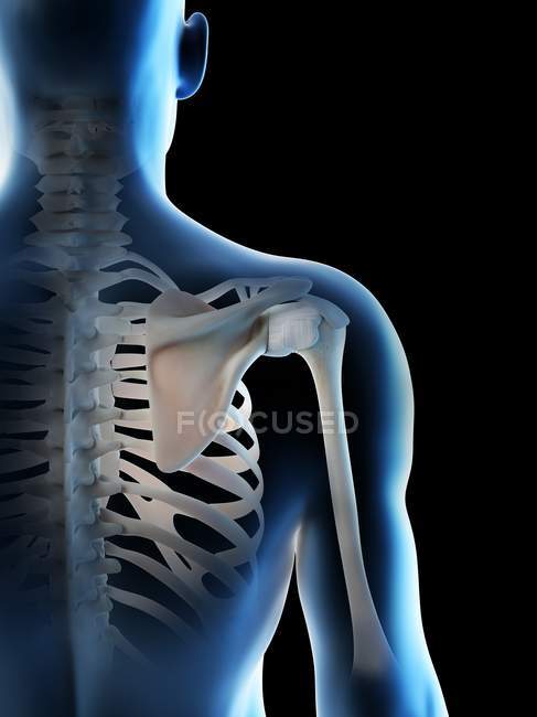 Huesos masculinos abstractos del hombro, ilustración de la computadora . - foto de stock