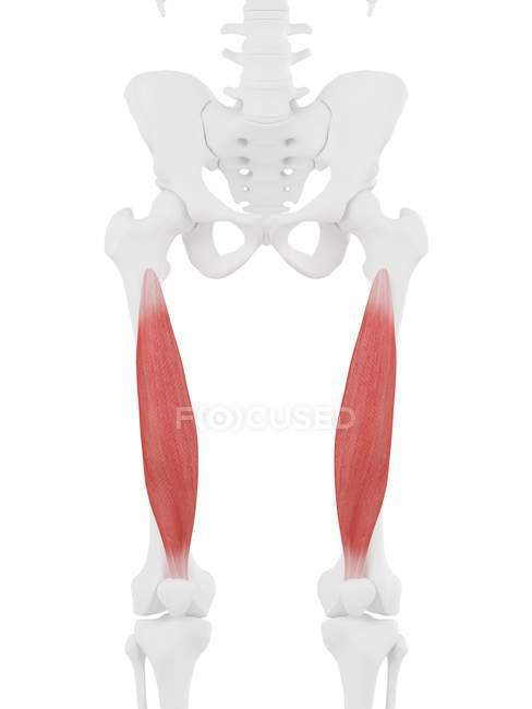 Modelo de esqueleto humano con músculo Vastus intermedius detallado, ilustración por computadora . - foto de stock