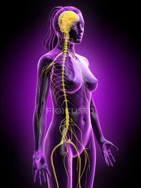 Абстрактний жіночий силует з видимим мозком і спинним мозком нервової системи, комп'ютерна ілюстрація. — стокове фото