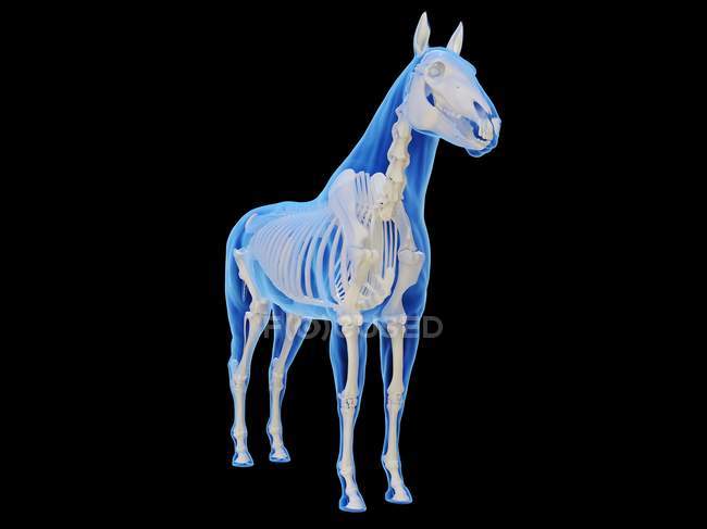 Horse skeleton in transparent silhouette on black background, computer ...