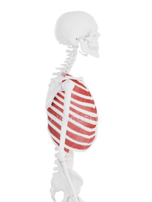 Esqueleto humano con rojo detallado Músculo intercostal interno, ilustración digital . - foto de stock