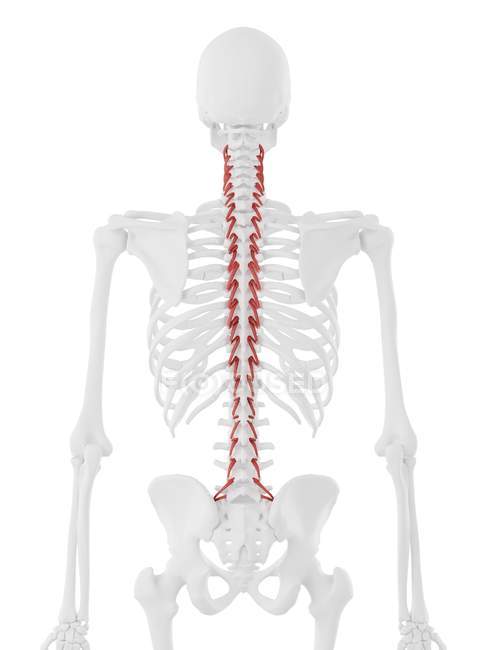 Человеческий скелет с красным цветом мышцы ротаторов, цифровая иллюстрация
. — стоковое фото