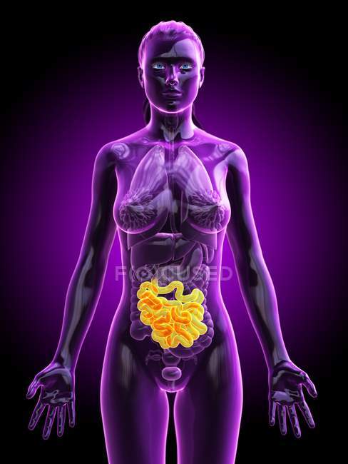 Silhouette féminine avec intestin grêle visible, illustration numérique . — Photo de stock