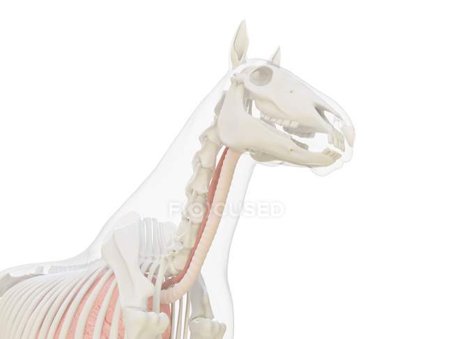 Anatomia do cavalo e sistema esquelético da parte superior do corpo, ilustração do computador . — Fotografia de Stock