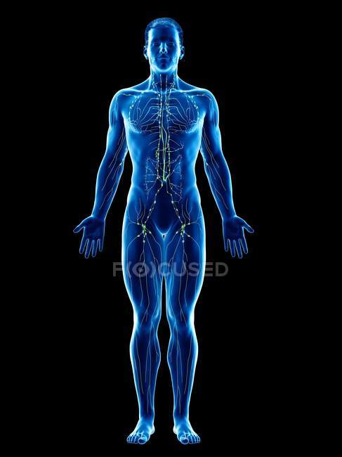 Anatomisches männliches Modell mit Lymphsystem, digitale Illustration. — Stockfoto