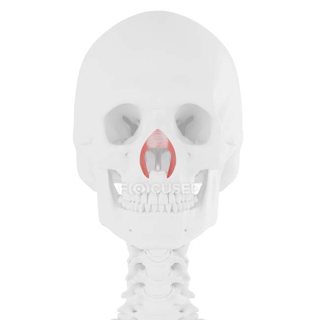 Scheletro umano con muscolo trasversale Nasalis di colore rosso, illustrazione digitale . — Foto stock