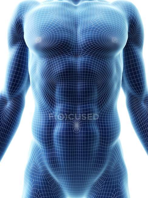 Мужской 3D рендеринг, показывающий мышцы живота, компьютерная иллюстрация . — стоковое фото