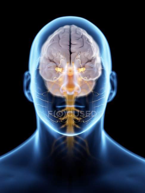 Silhueta masculina abstrata com cérebro visível e nervos do sistema nervoso, ilustração computacional . — Fotografia de Stock