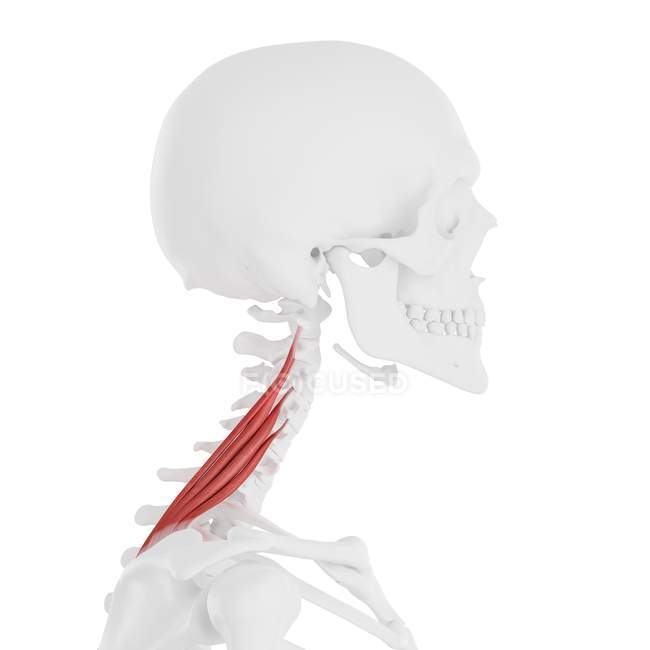 Esqueleto humano con el músculo escapulario del elevador de color rojo, ilustración digital . - foto de stock