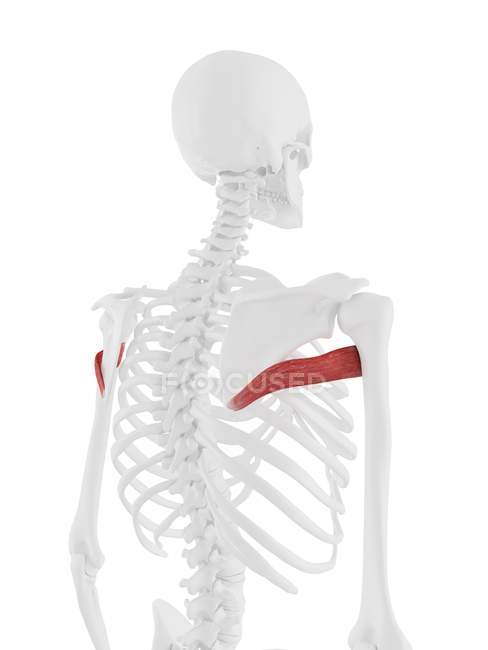 Modelo de esqueleto humano con músculo mayor detallado de Teres, ilustración por computadora
. - foto de stock