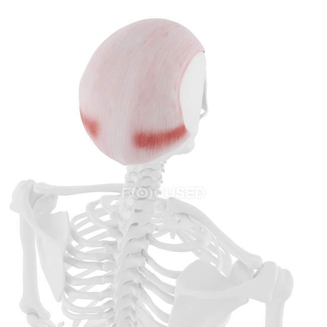 Esqueleto humano con músculo rojo Frontalis detallado, ilustración digital . - foto de stock