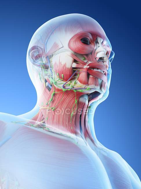 Anatomía y musculatura masculina de cabeza y cuello, ilustración digital
. - foto de stock