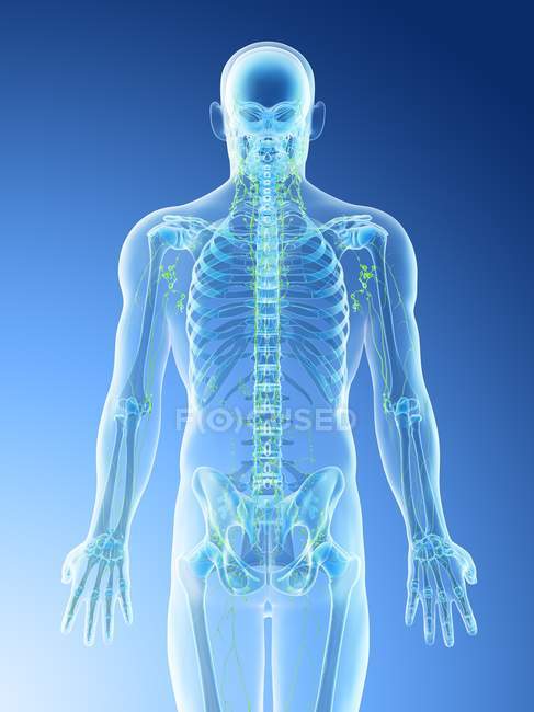 Silhueta masculina com ossos das costas visíveis, ilustração do computador . — Fotografia de Stock