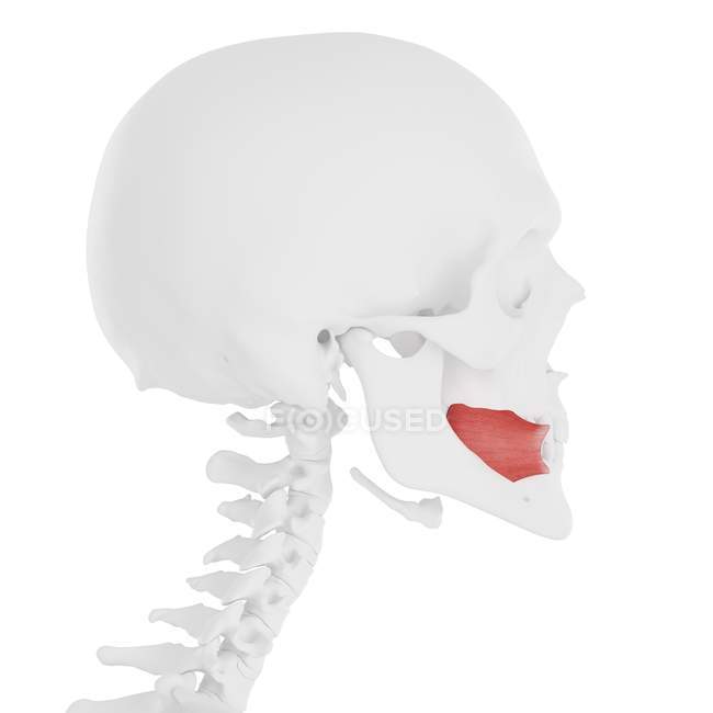 Calavera humana con músculo buccinador rojo detallado, ilustración digital . - foto de stock