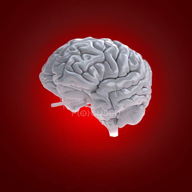 Modelo de cerebro humano blanco sobre fondo rojo, ilustración digital
. - foto de stock