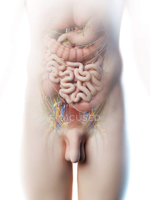 Чоловіча анатомія черевної порожнини та внутрішні органи, комп'ютерна ілюстрація . — стокове фото