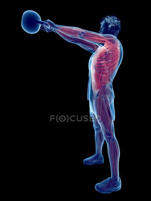 Musculatura del hombre haciendo entrenamiento de kettlebell, ilustración digital conceptual . - foto de stock