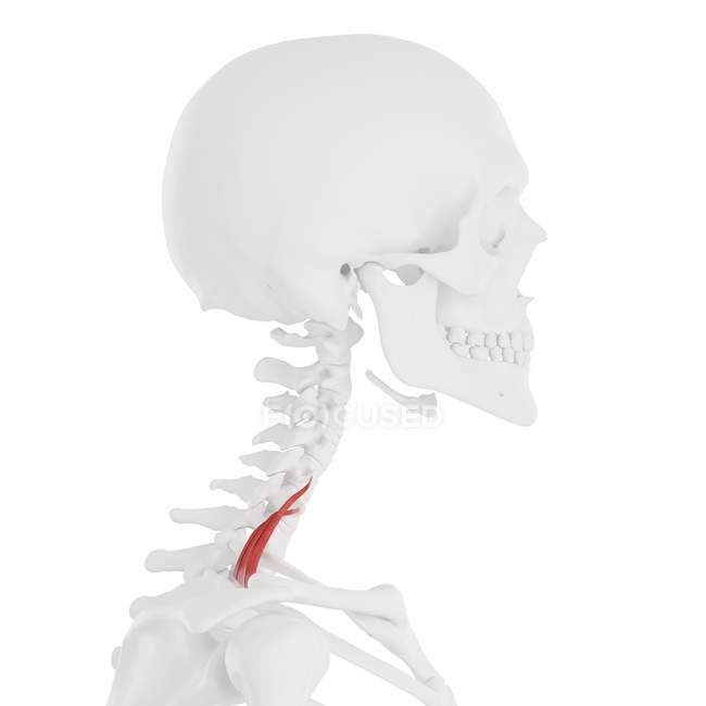 Human skeleton with red colored Scalene posterior muscle, digital illustration. — Stock Photo
