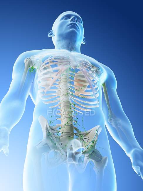Sistema linfático de la parte superior del cuerpo masculino, ilustración por ordenador . - foto de stock
