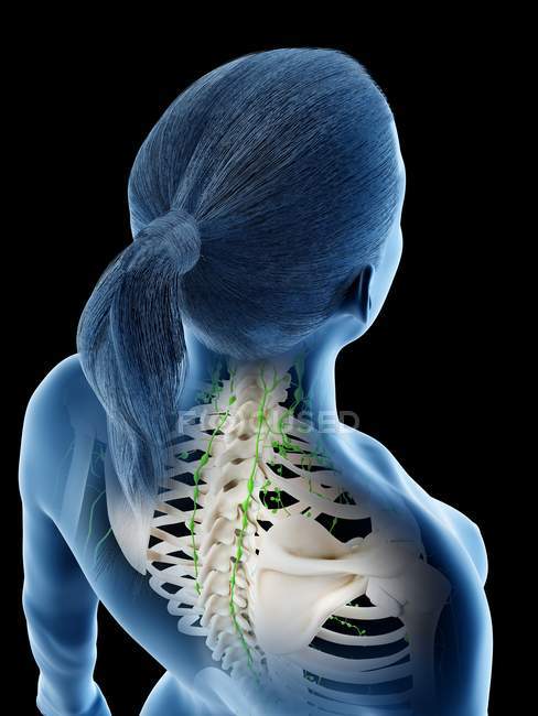 Cuerpo femenino mostrando esqueleto y sistema linfático, ilustración digital . - foto de stock