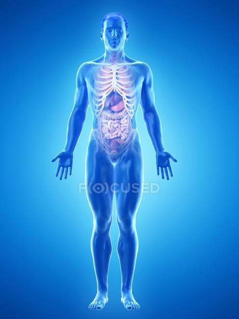 Realistisches menschliches Körpermodell mit männlicher Anatomie mit inneren Organen hinter Rippen, digitale Illustration. — Stockfoto