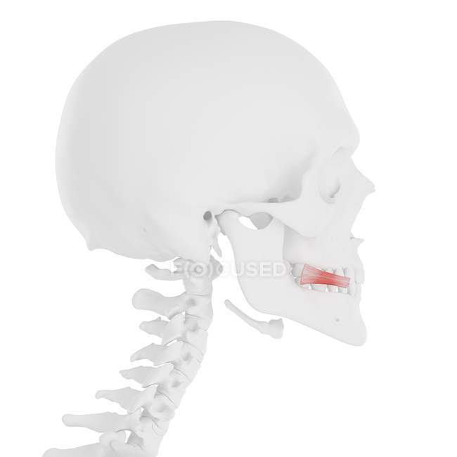 Menschliches Skelett mit rot gefärbtem Risorius-Muskel, digitale Illustration. — Stockfoto