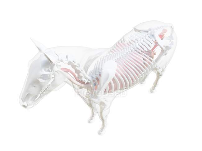 Кінь анатомія і скелет системи, комп'ютерна ілюстрація . — стокове фото