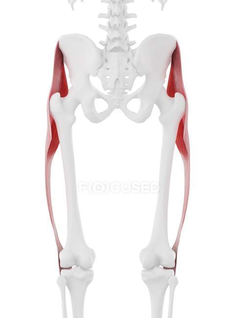 Modèle de squelette humain avec muscle Tensor fascia lata détaillé, illustration informatique . — Photo de stock