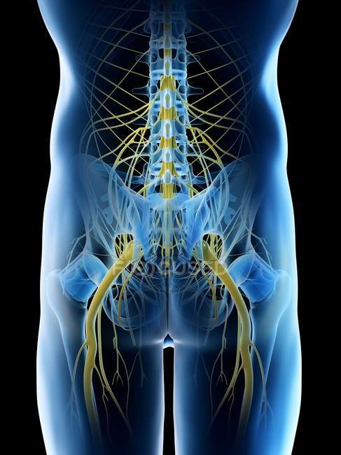 Нерви чоловічого тазу в абстрактному силуеті тіла, цифрова ілюстрація. — стокове фото