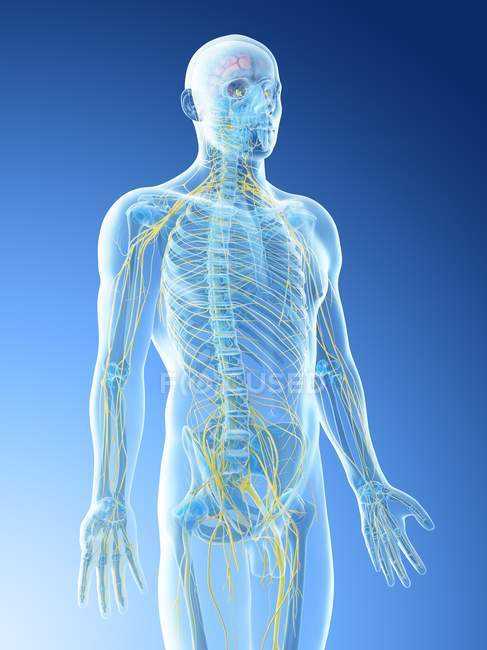 Sistema nervoso masculino em silhueta corporal, ilustração computacional
. — Fotografia de Stock