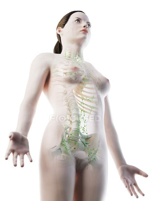 Weiblicher Körper mit Skelett und Lymphsystem, digitale Illustration. — Stockfoto