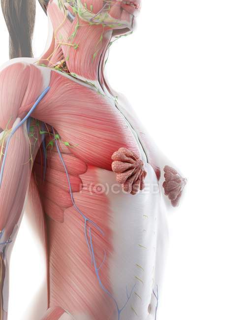 Anatomía y musculatura del cuerpo superior femenino, ilustración por computadora . - foto de stock