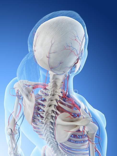 Sistema vascular femenino, ilustración por ordenador
. - foto de stock