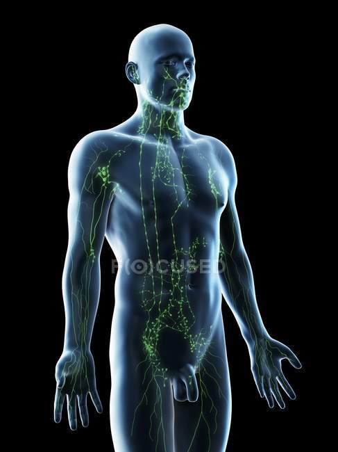 Анатомічна чоловіча модель, що показує лімфатичну систему, цифрове зображення. — стокове фото