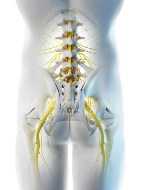 Nerves of male pelvis in abstract body silhouette, digital illustration. — Stock Photo