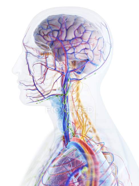 Чоловіча голова і шия анатомія і кровоносні судини, комп'ютерна ілюстрація. — стокове фото